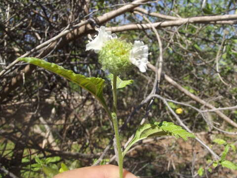 Image of Varronia globosa Jacq.