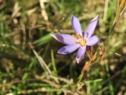 Image of Calydorea nuda (Herb.) Baker