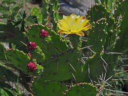 Image of Common Pricklypear