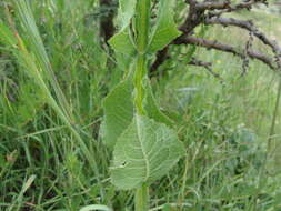 Image of Verbesina tetraptera (Ortega) A. Gray