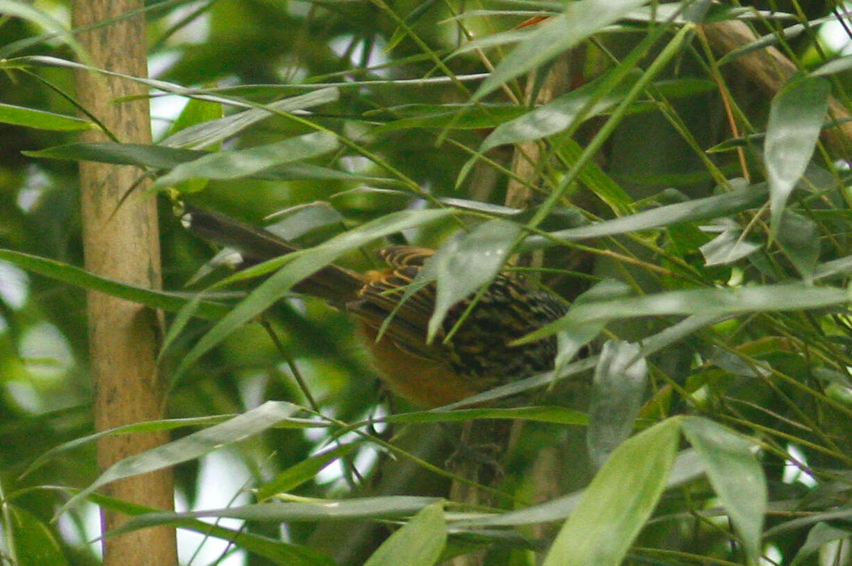 Image of Streak-headed Antbird