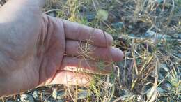 صورة Erigeron reductus var. angustatus (A. Gray) G. L. Nesom