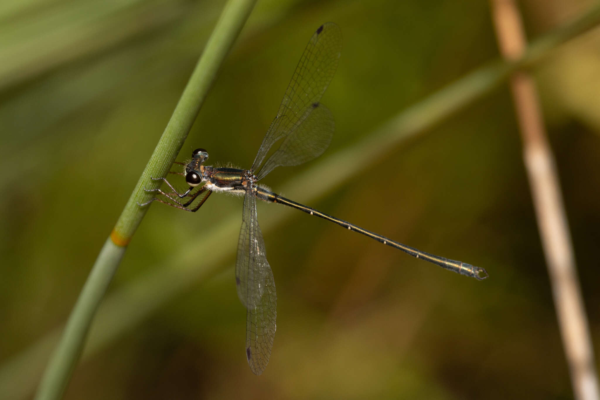 Image of Archiargiolestes pusillus (Tillyard 1908)