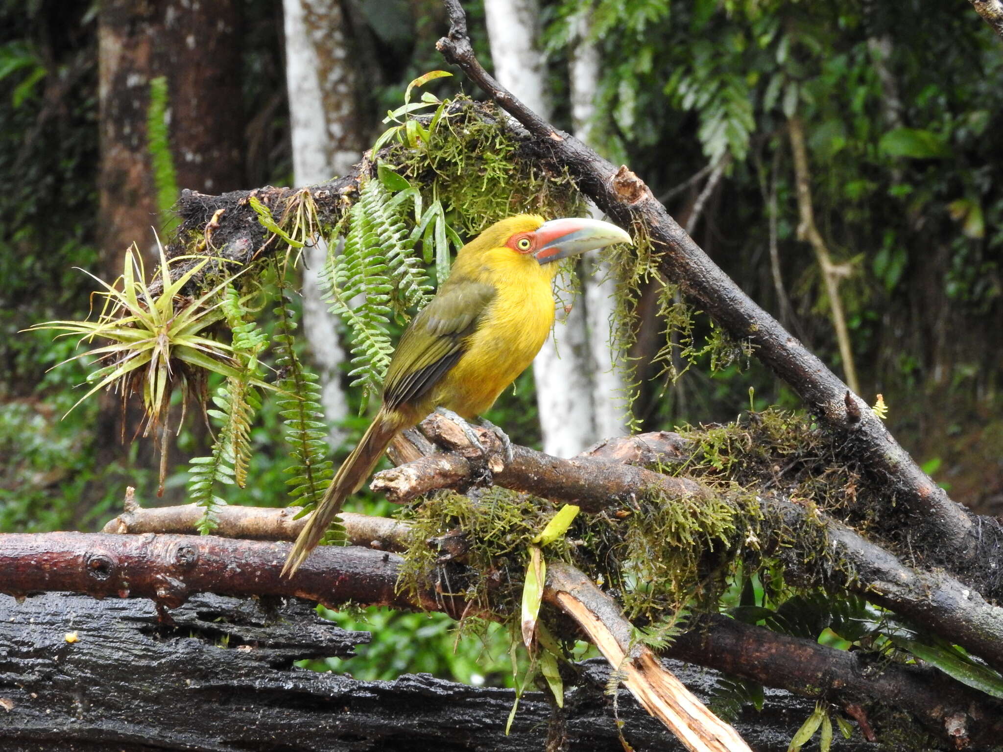 Image of Saffron Toucanet