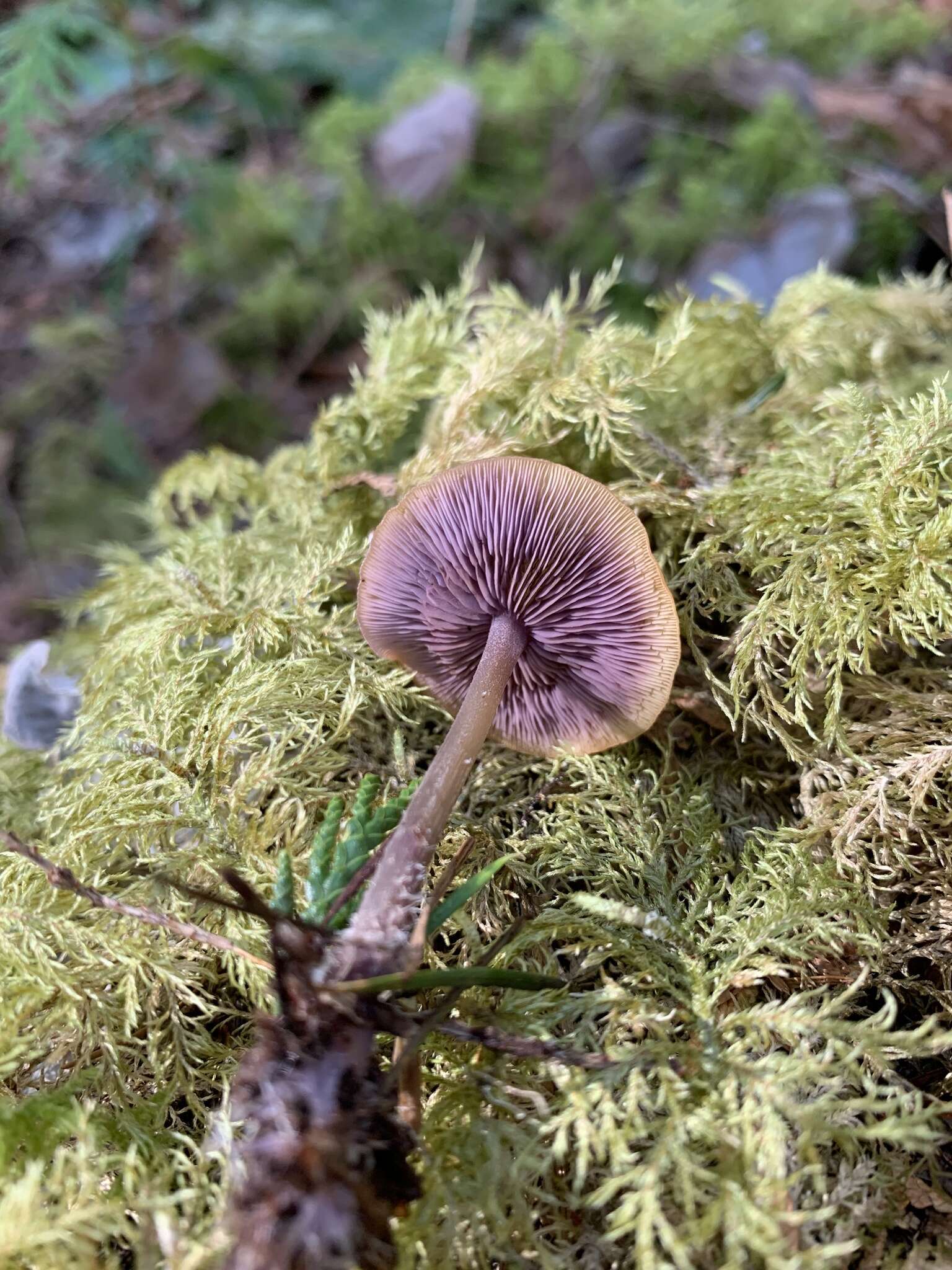 Image of Baeospora myriadophylla (Peck) Singer 1938