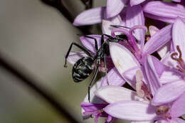 Camponotus angusticeps Emery 1886的圖片