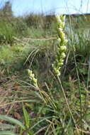 Image of Persicaria subsessilis (R. Br.) K. L. Wilson