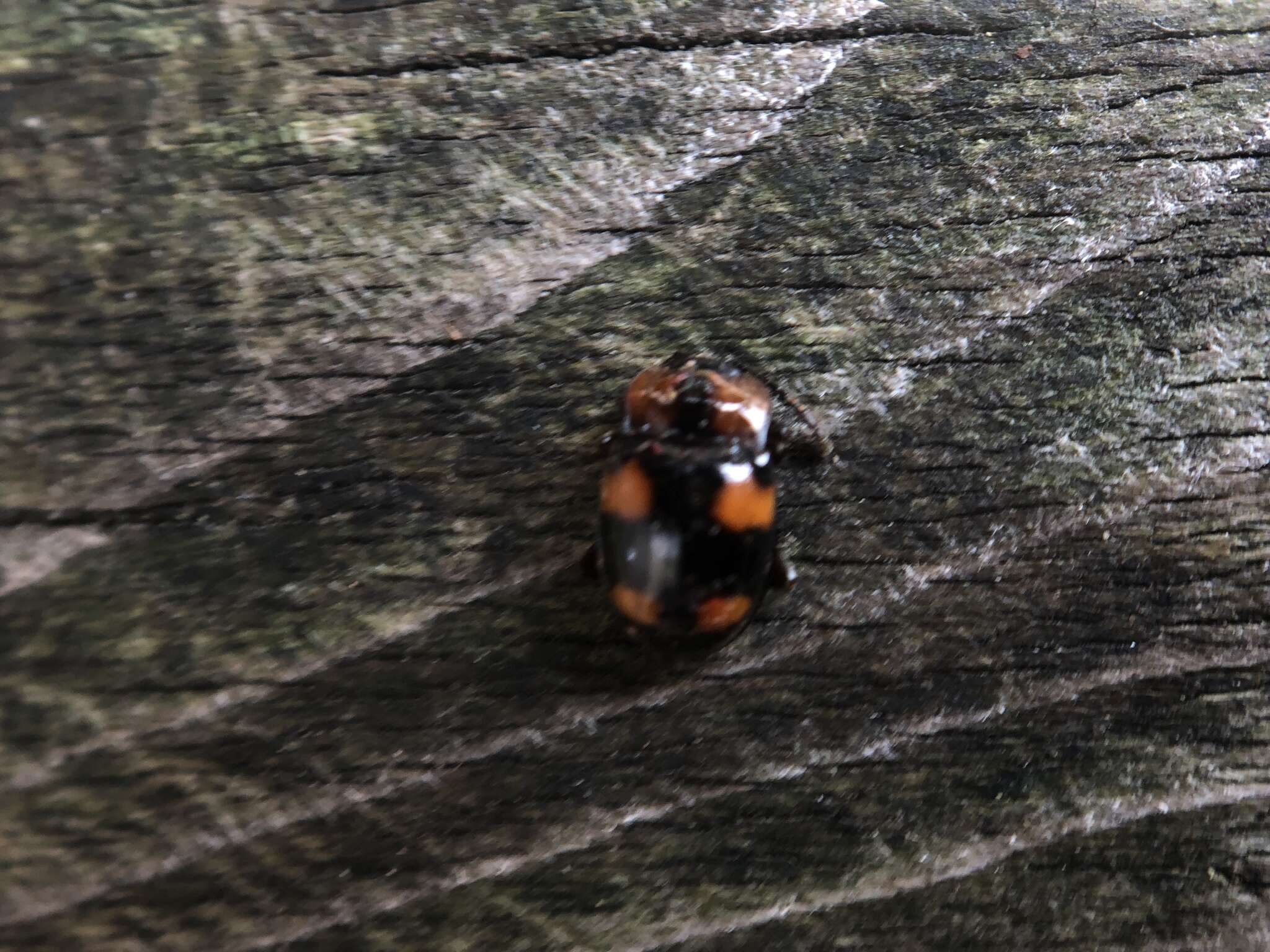 Слика од Mycetina perpulchra (Newman 1838)