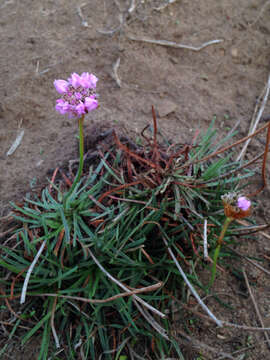 Imagem de Armeria maritima (Mill.) Willd.