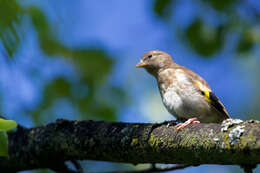 Carduelis carduelis carduelis (Linnaeus 1758)的圖片