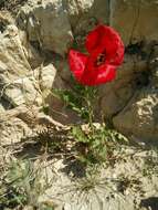 Image of Glaucium grandiflorum Boiss. & Huet