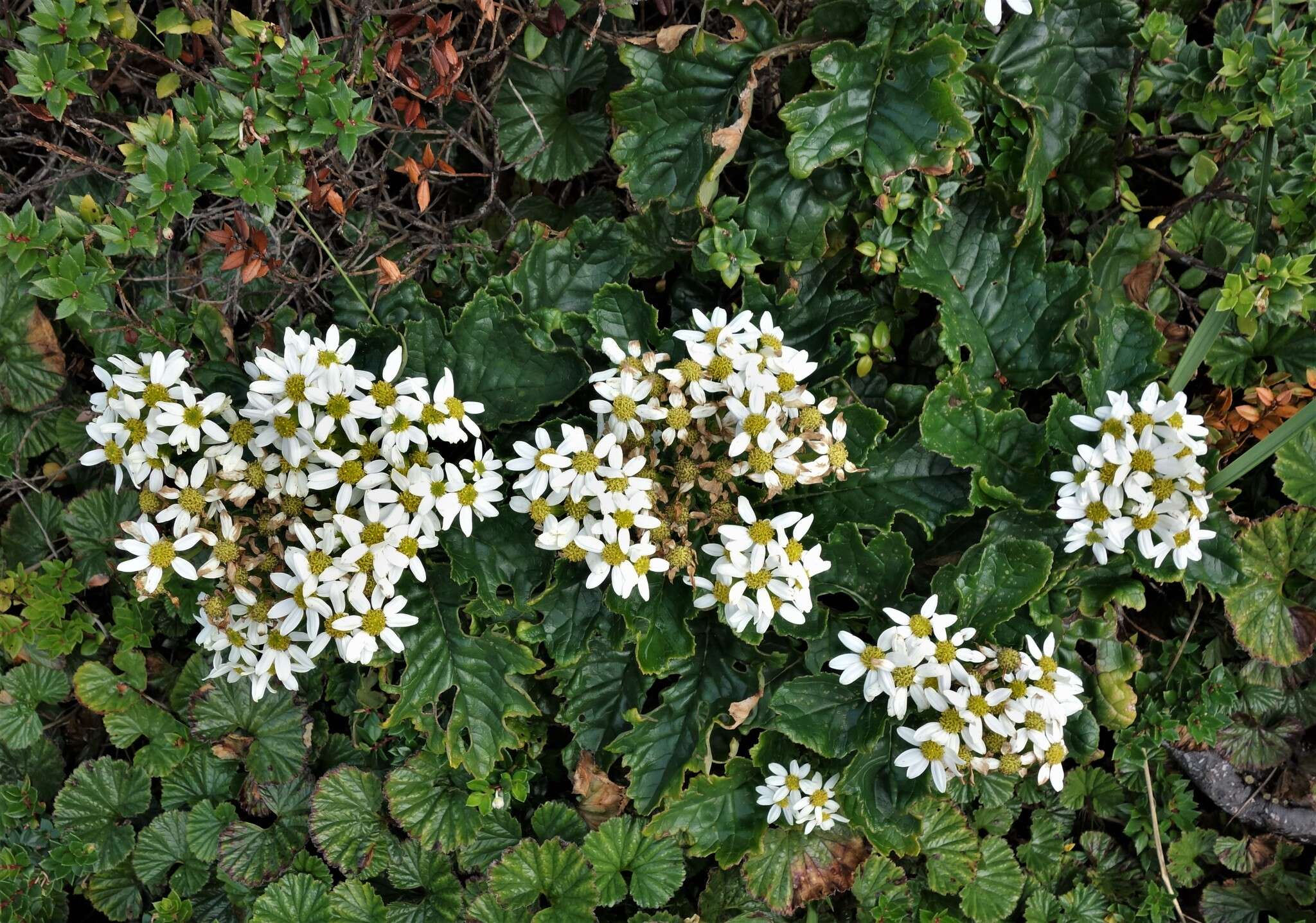 Image of Iocenes acanthifolius subsp. virens (Phil.) B. Nord.