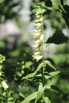 Imagem de Digitalis ciliata Trautv.