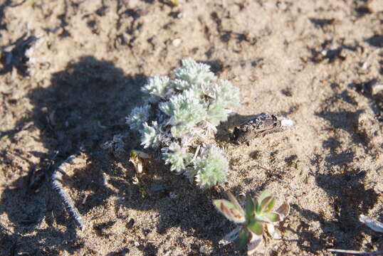 Image of Artemisia lagopus Fisch. ex Bess.