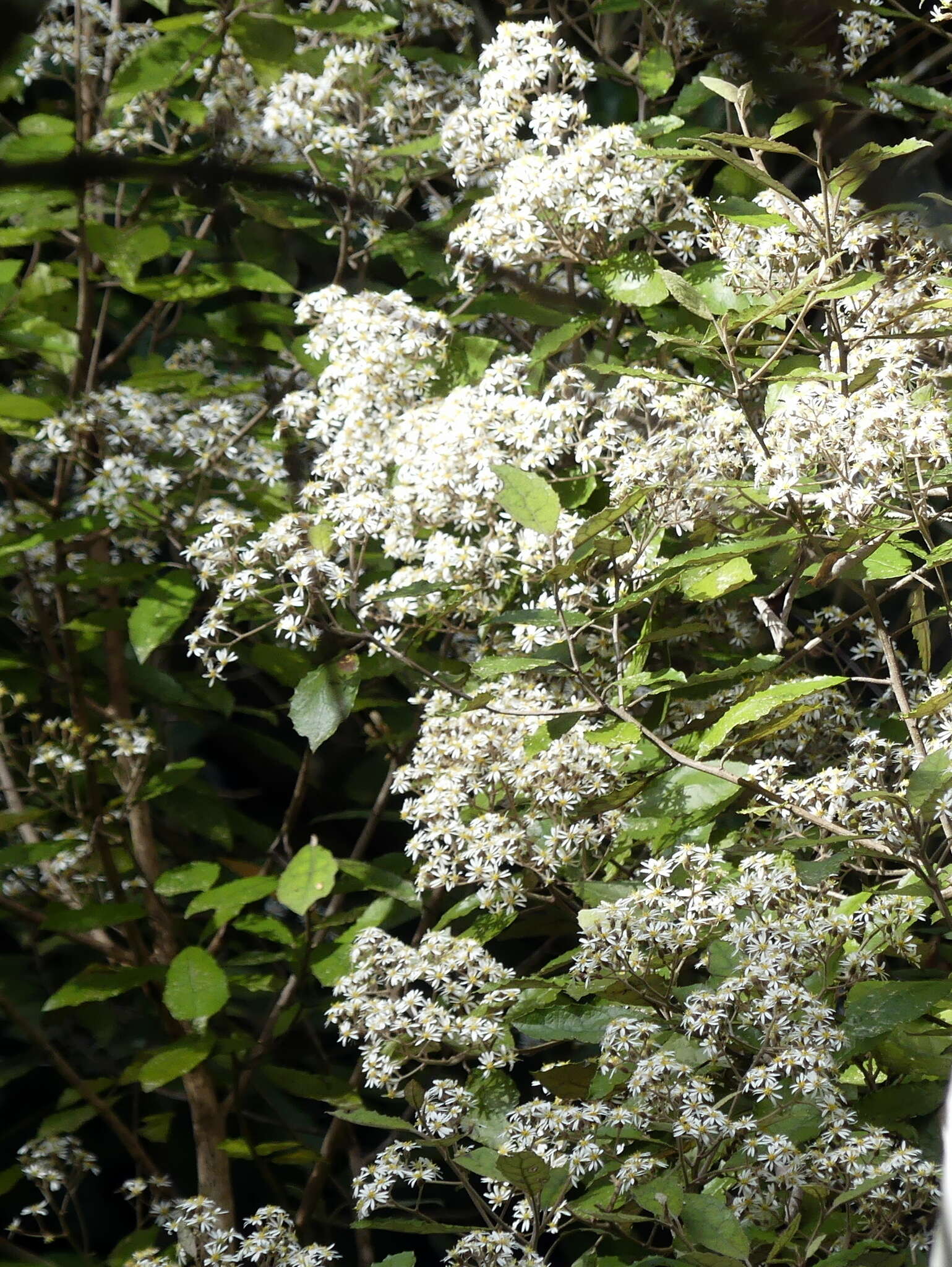 Image of Olearia rani (A. Cunn.) Druce