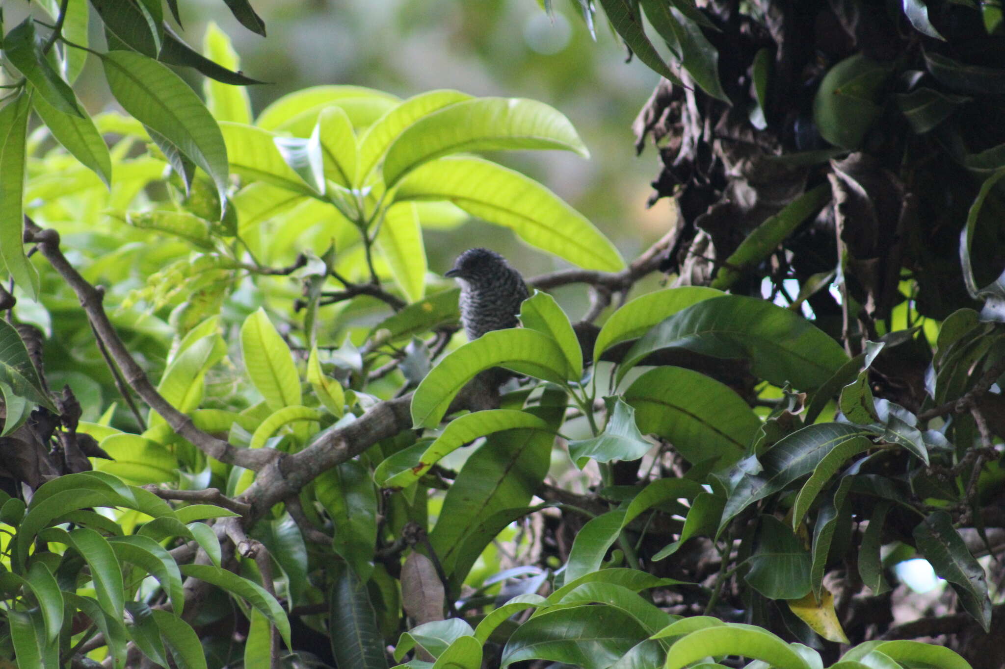 Image of Bar-crested Antshrike