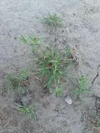 Image of false buffalograss