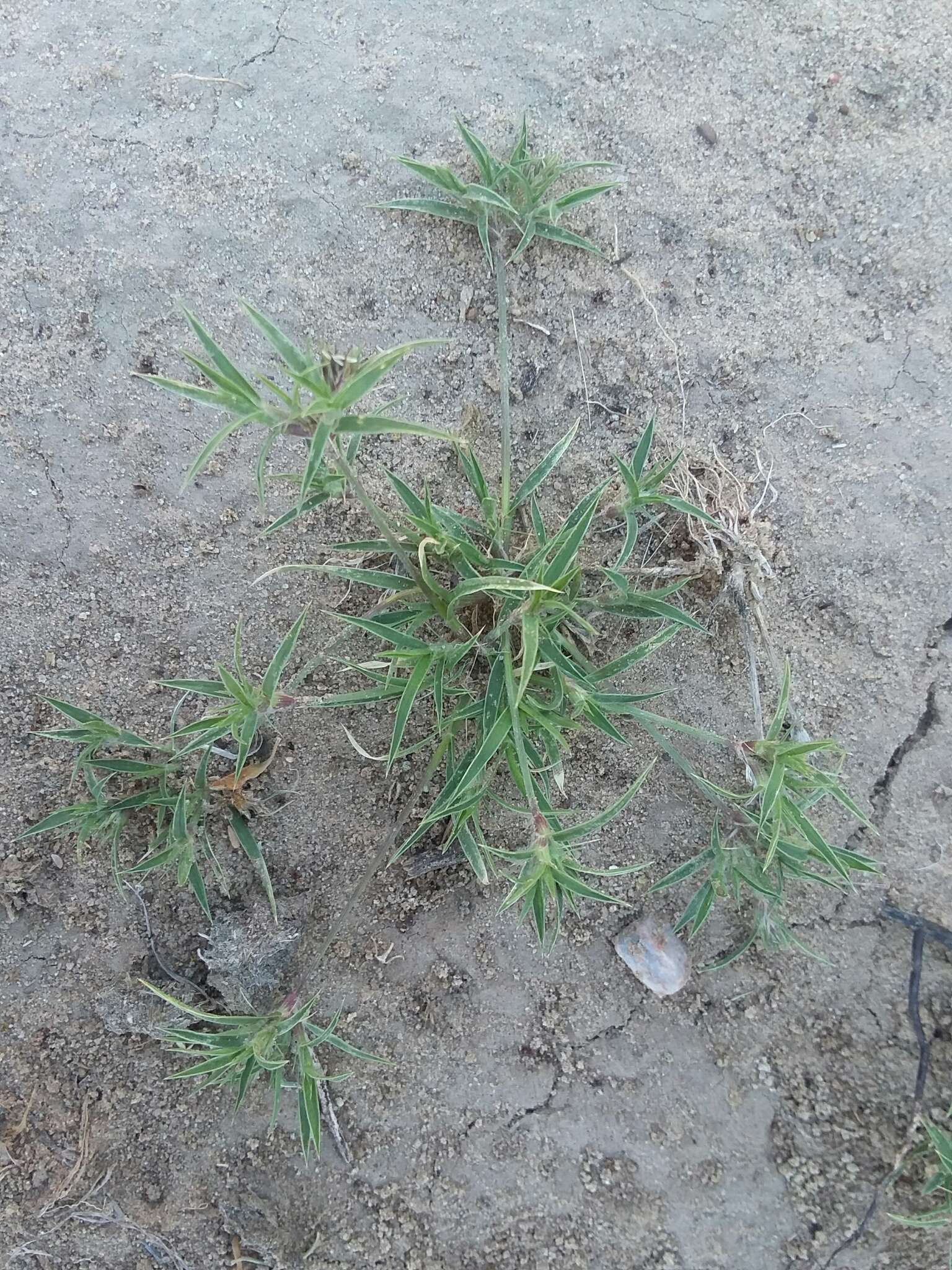 Image of false buffalograss