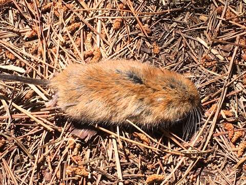 Image of Sonoma tree vole