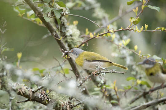 Image of Yellow-breasted Apalis