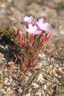 Image of Oxalis porphyriosiphon Salter