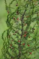 Image of Bush asparagus