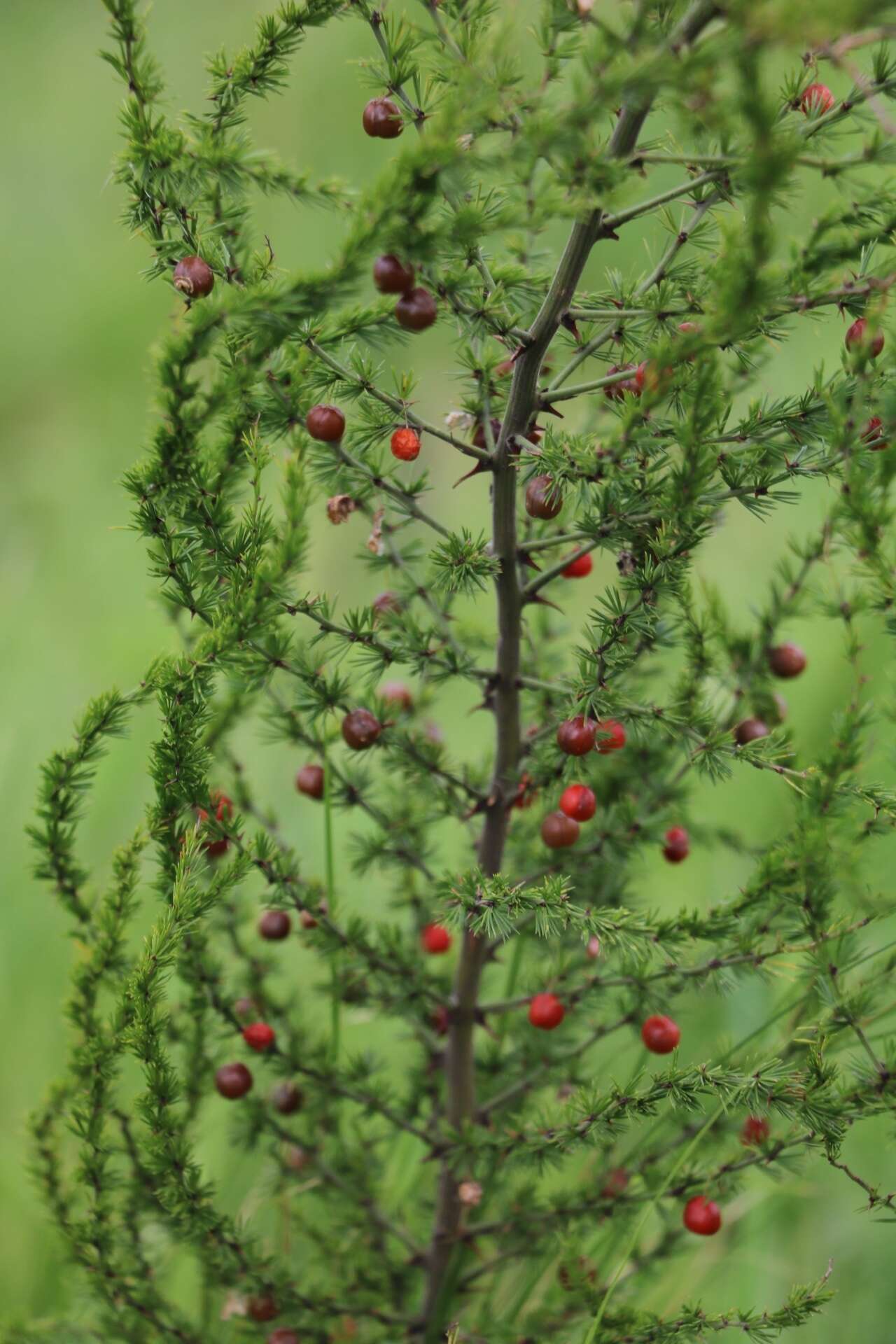 Image of Bush asparagus