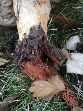 Imagem de Tricholoma cedretorum (Bon) A. Riva 2000