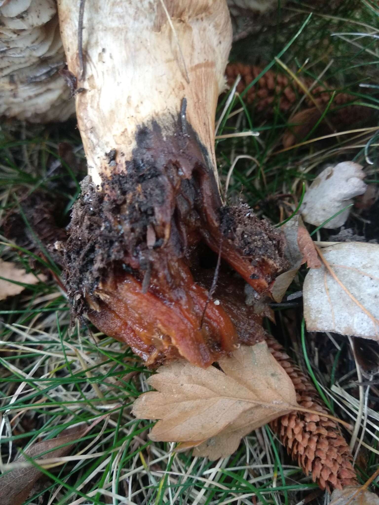 Imagem de Tricholoma cedretorum (Bon) A. Riva 2000