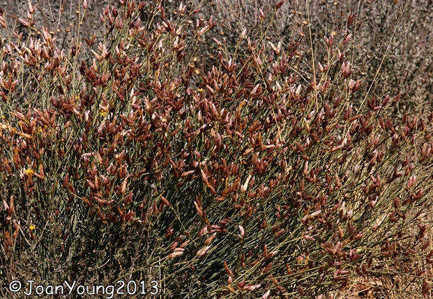 Plancia ëd Gnidia polycephala (C. A. Mey.) Gilg ex Engl.