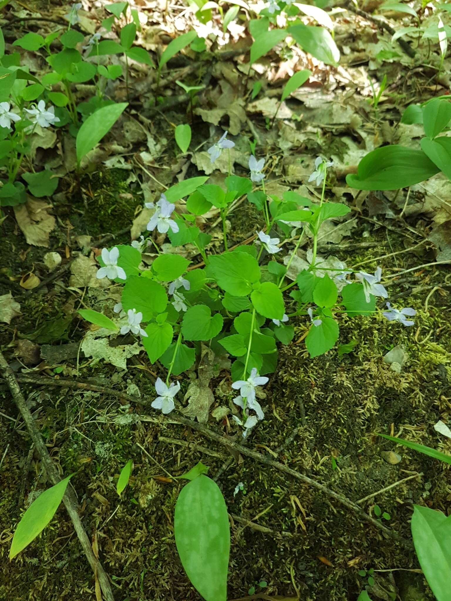 Image of alpine violet