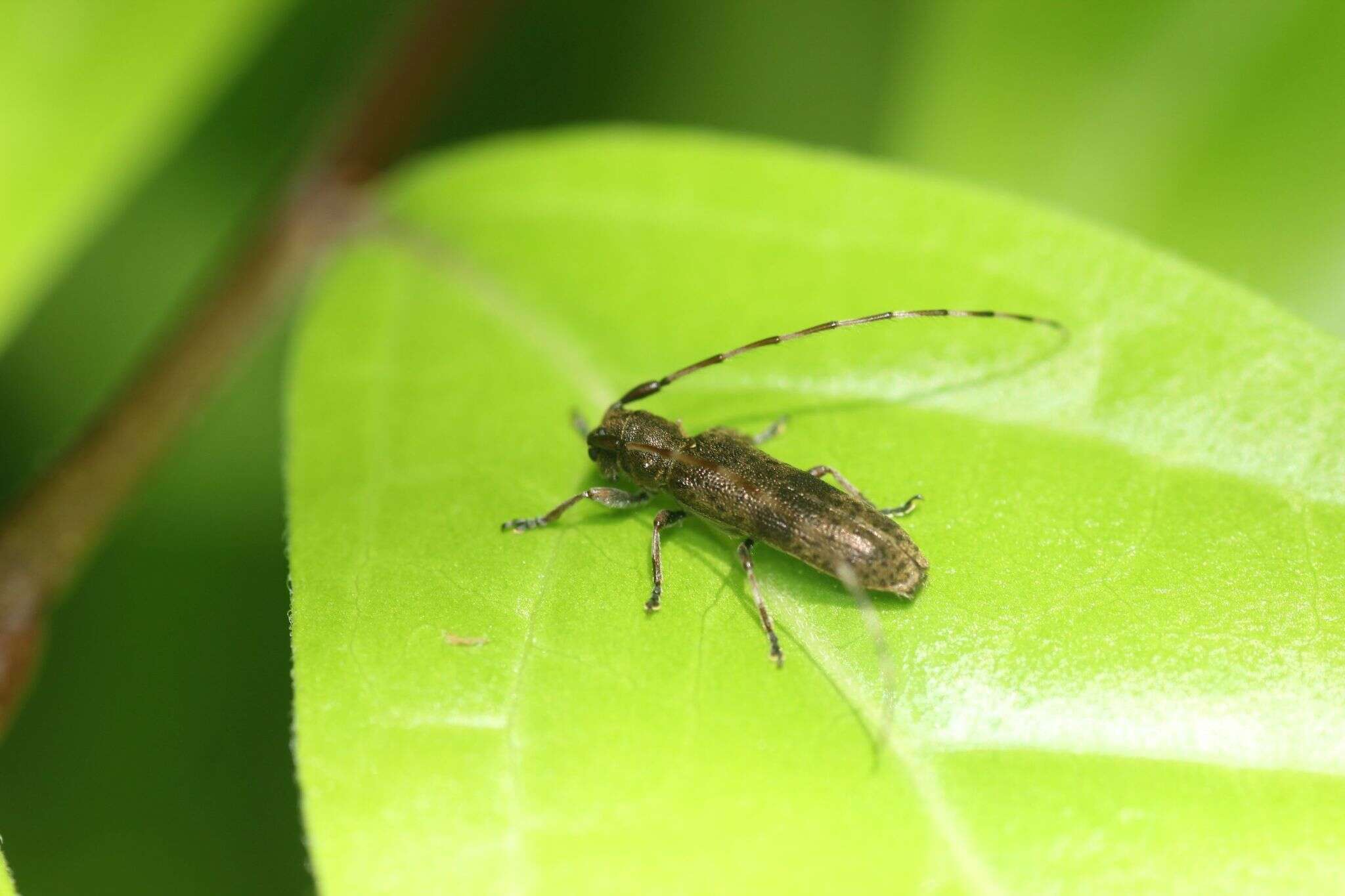 Image of Asaperda agapanthina Bates 1873