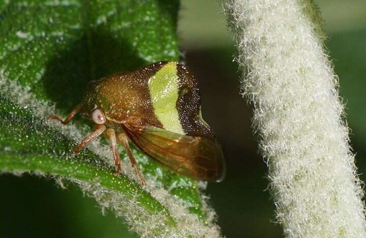 Image of Smilia fasciata Amyot & Serville