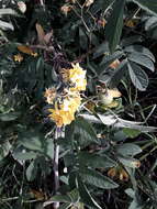 Image of Solanum juglandifolium Humb. & Bonpl. ex Dun.