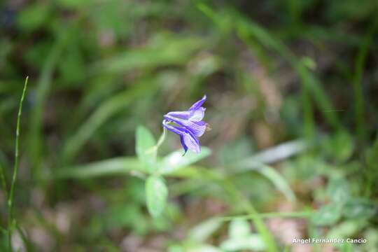 Aquilegia vulgaris subsp. hispanica (Willk.) Heywood的圖片