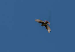 Image of Japanese Waxwing