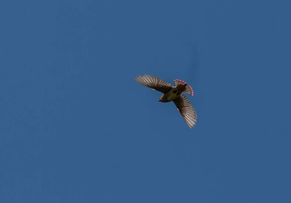 Image of Japanese Waxwing