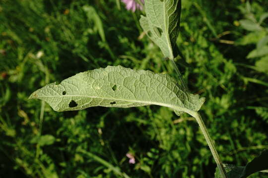 Plancia ëd Centaurea phrygia subsp. salicifolia (M. Bieb. ex Willd.) A. D. Mikheev