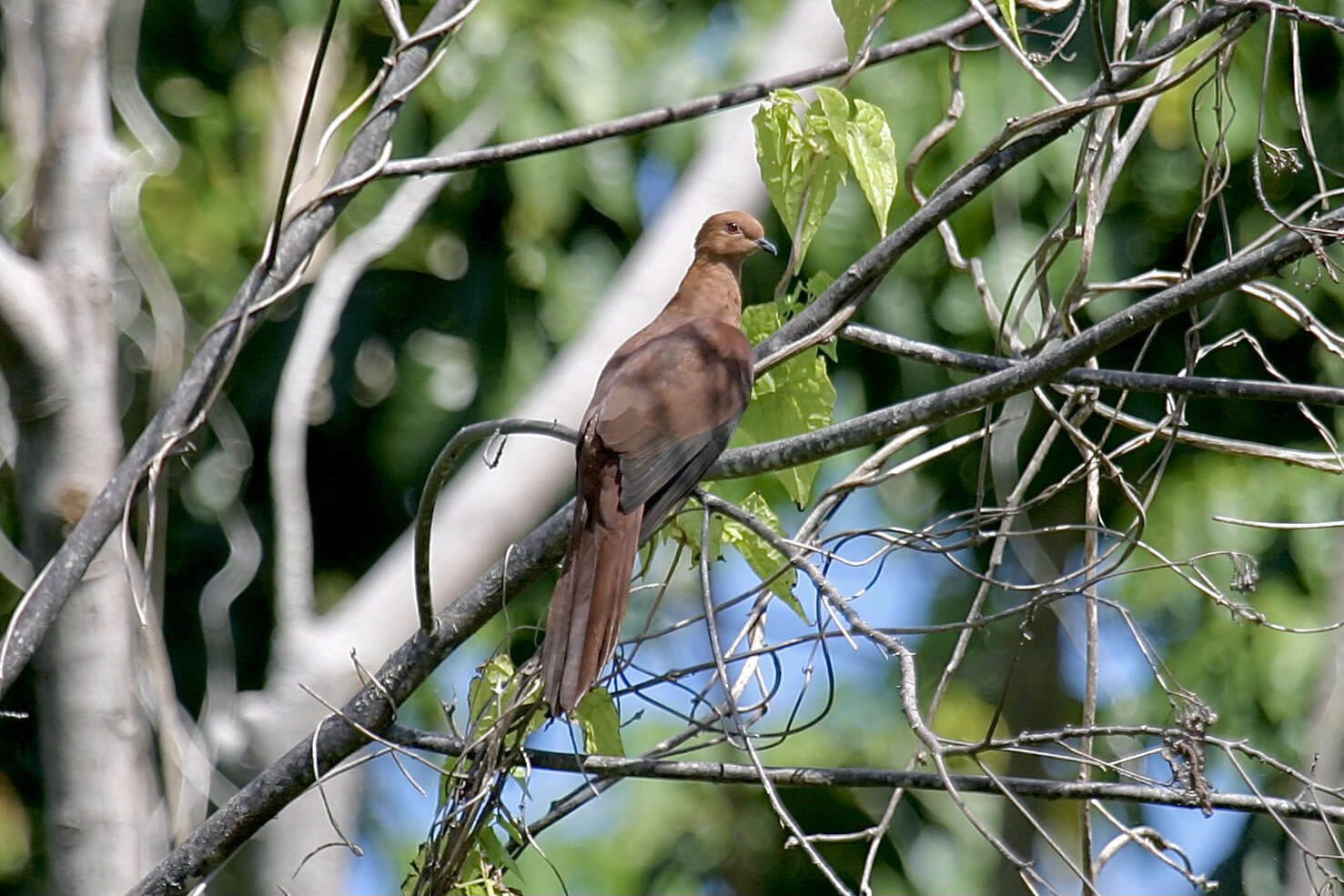 Image of MacKinlay's Cuckoo-Dove