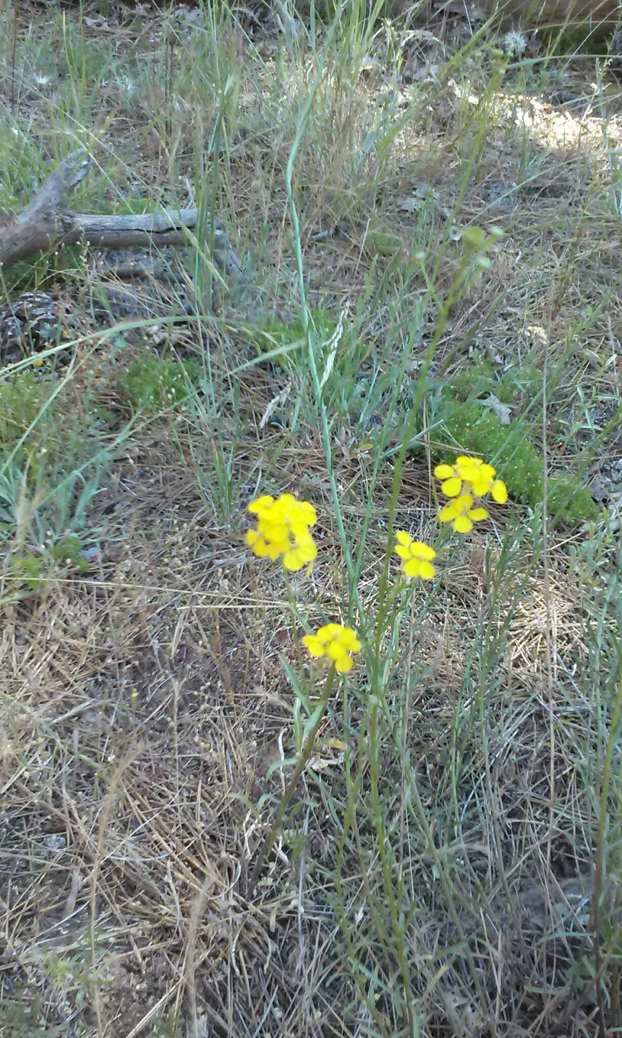 Слика од Erysimum capitatum var. capitatum