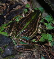 Image of Green and Gold Frog