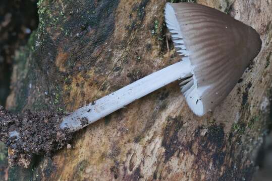 Image of Mycena niveipes (Murrill) Murrill 1916