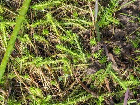 Image of bog-moss family