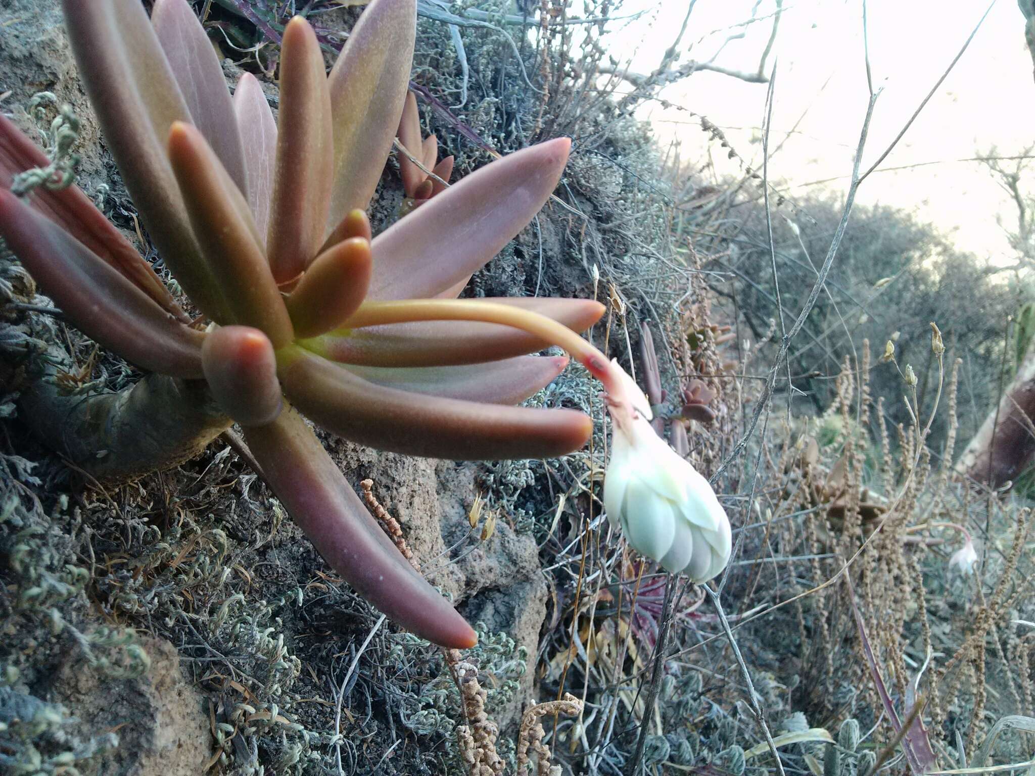 Image of Pachyphytum viride Walther