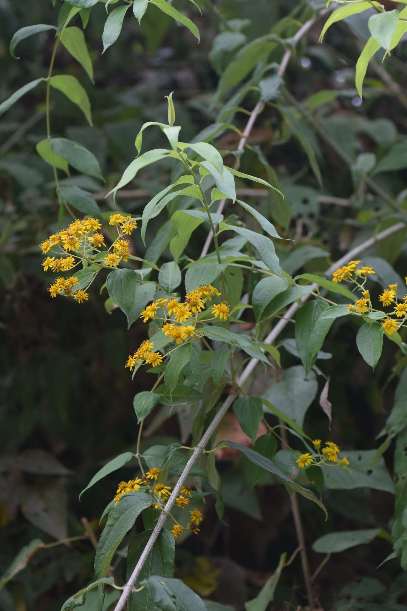 Plancia ëd Otopappus tequilanus (A. Gray) Rob.