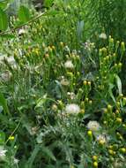 Image of Senecio dubitabilis C. Jeffrey & Y. L. Chen