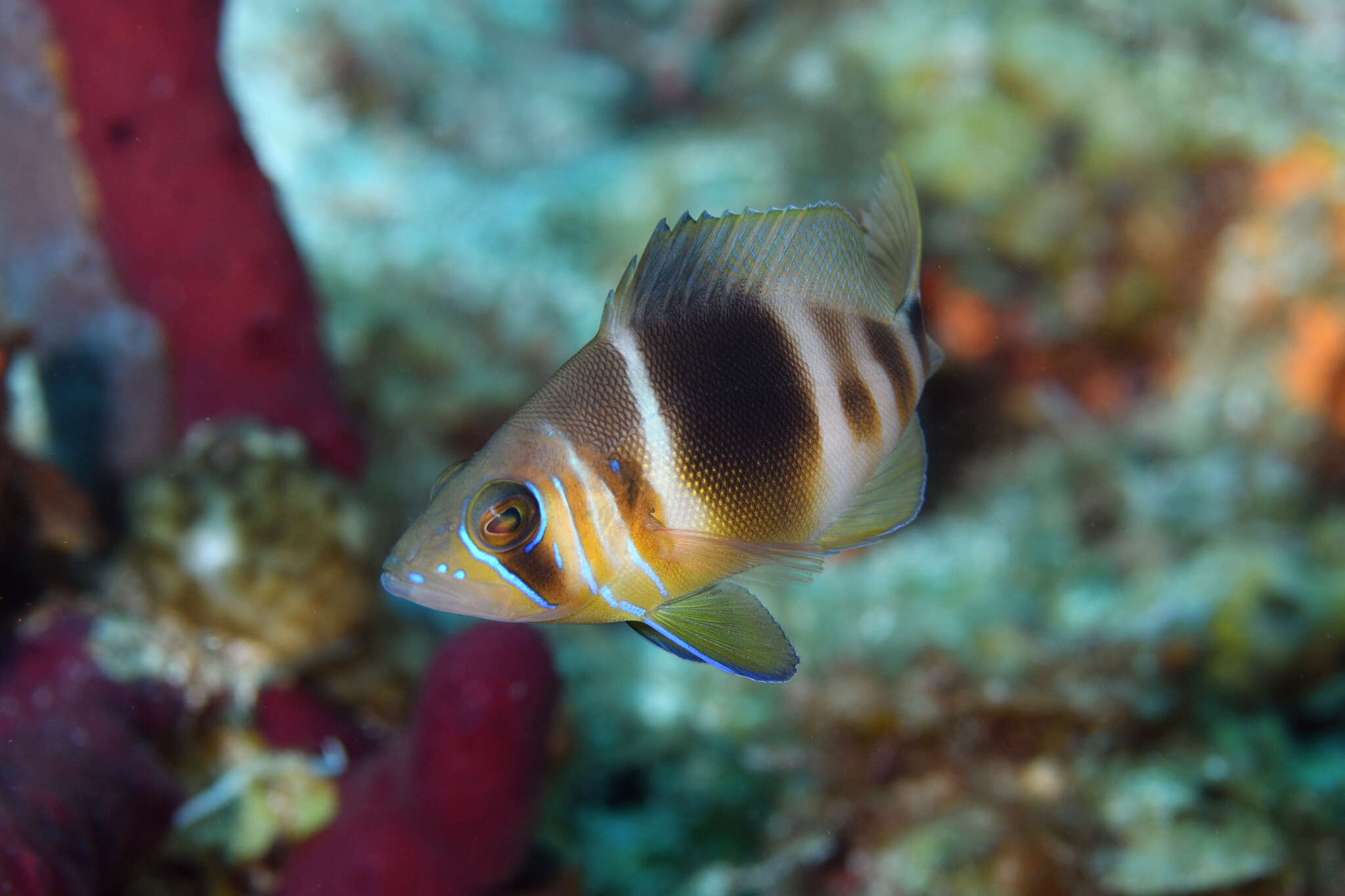 Image of Barred Hamlet