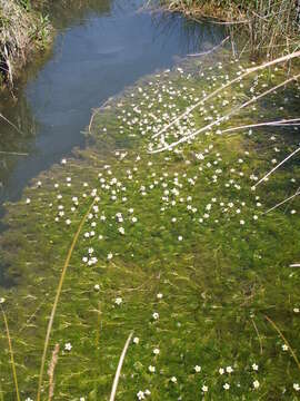 Image of Thread-leaved Water-crowfoot