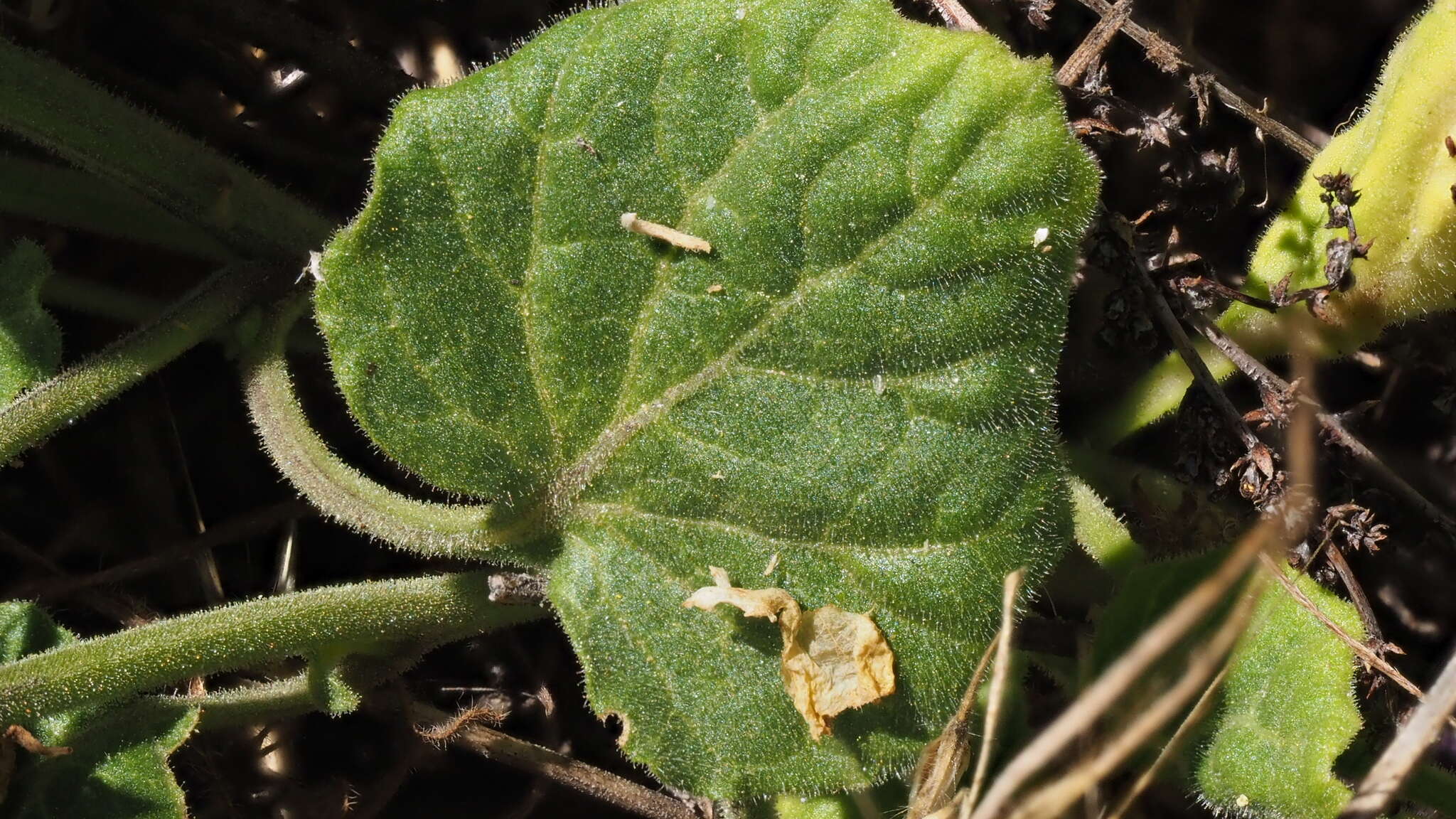 Image of Palmer's groundcherry