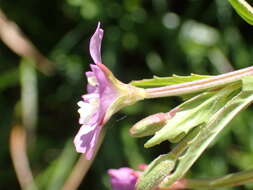 Image of Epilobium duriaei Godron